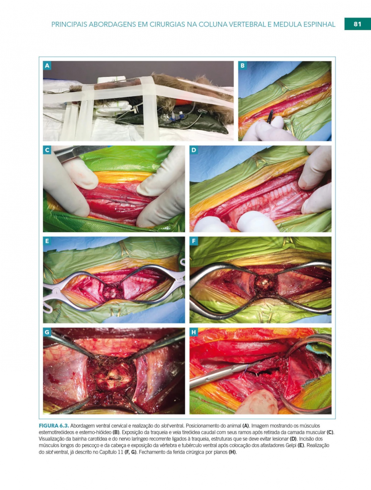 Neurocirurgia No Cão E No Gato