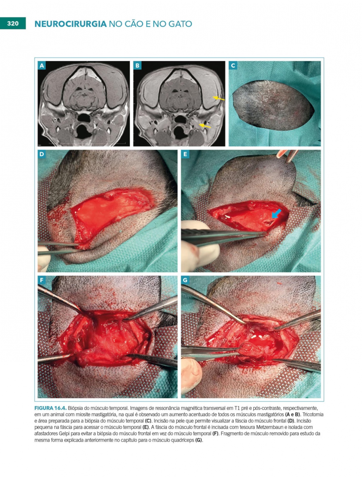 Neurocirurgia No Cão E No Gato