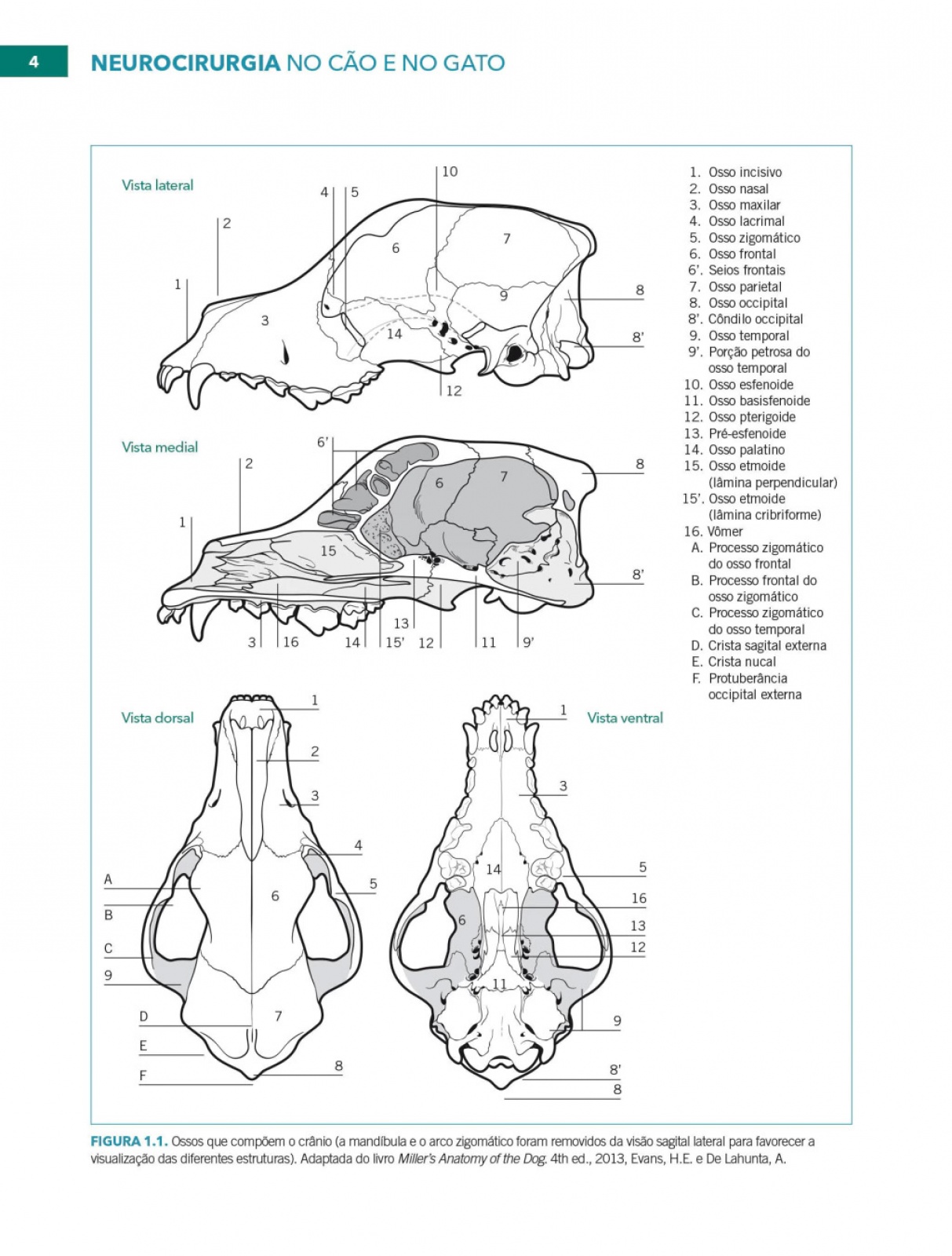 Neurocirurgia No Cão E No Gato
