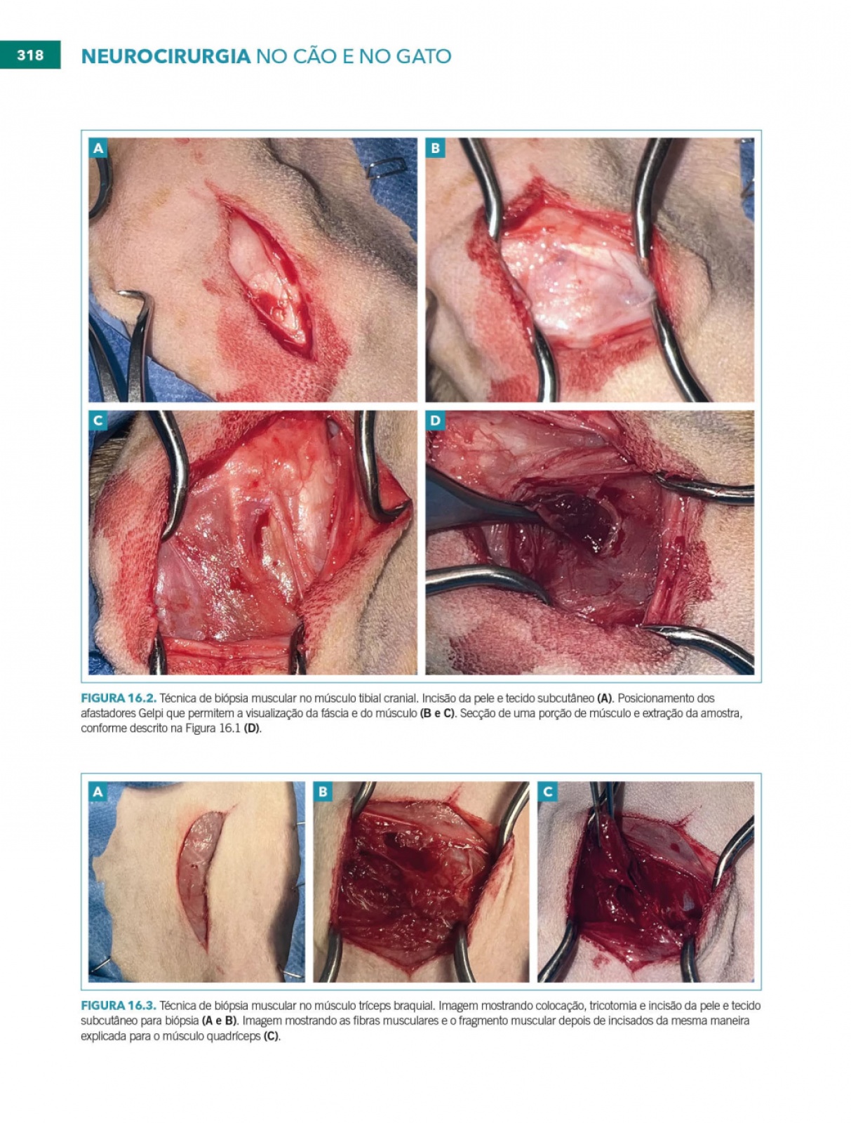 Neurocirurgia No Cão E No Gato