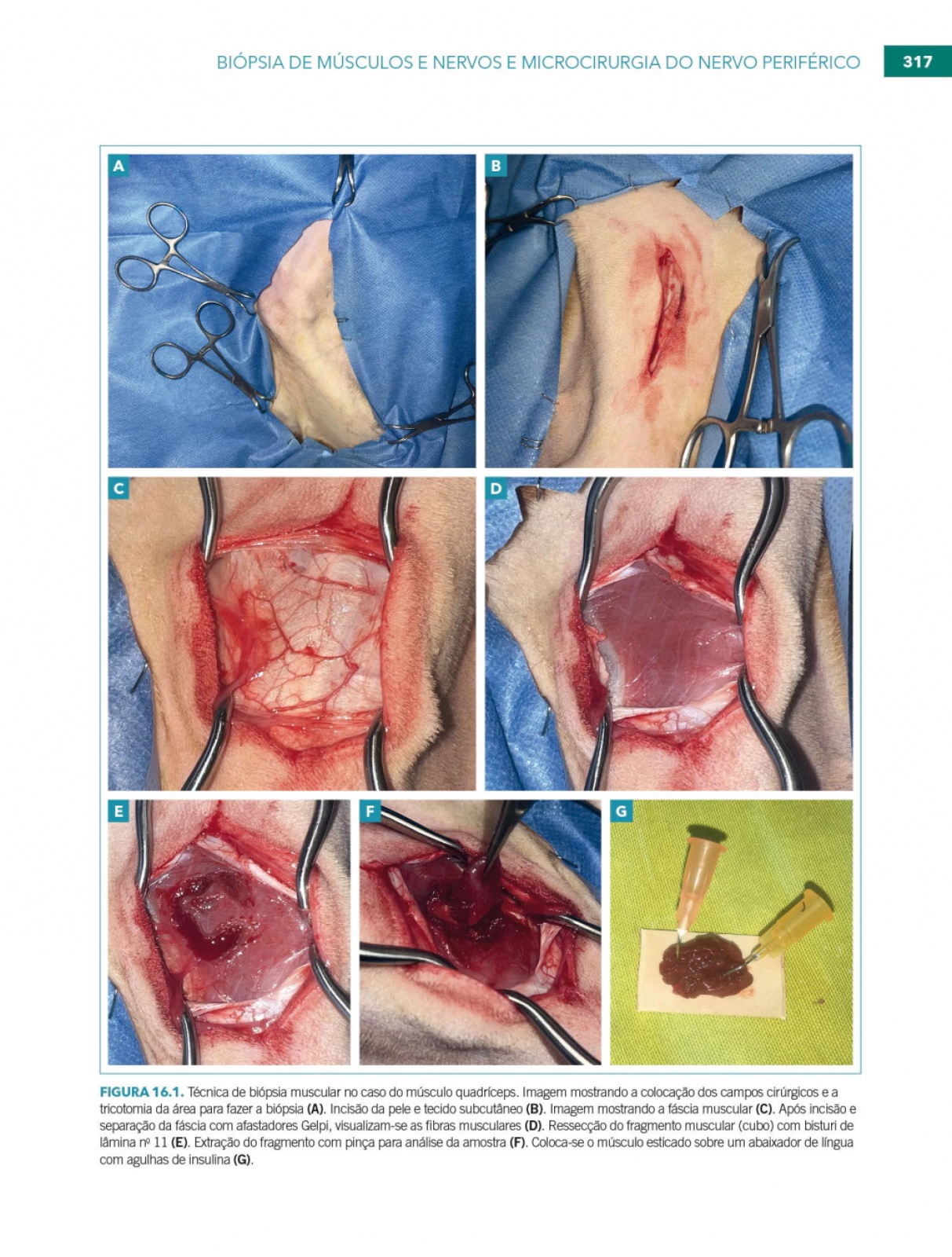 Neurocirurgia No Cão E No Gato